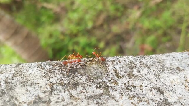 Close-up 4K footage of ants communicating and moving together on a dry moss-covered concrete wall. Natural insect behavior, teamwork, social interaction, and macro wildlife texture outdoors.