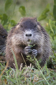 Close-up portrait of a wild nutria looking directly at the camera