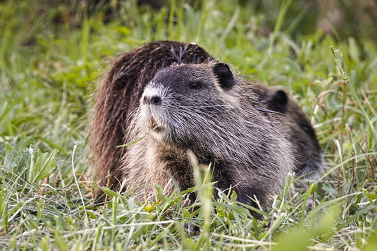 Profile view of a wild nutria chewing on grass outdoors