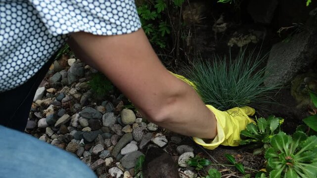 Gardening, summer season. Female gardener planting ornamental plant in soil in garden