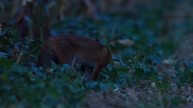 Red Fox Hunting Across Harvested Field at Dusk in Summer, Germany | 4K Wildlife Footage
