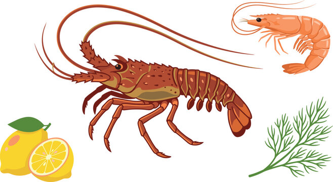 Marine crustacean seafood icon collection with raw spiny lobster orange shrimp prawns sour lemon slices and fresh dill elements for culinary restaurant menu vector