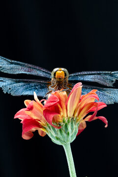 Macro photography of a dragonfly with damaged wings resting on a vibrant red flower against a black background