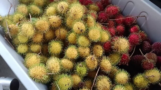 A group of three pulasan fruits (Nephelium mutabile) , Yellow rambutan or Nephelium lappaceum (yellow cultivar) and Red rambutan or Nephelium lappaceum ripening stages