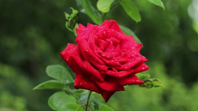 Vibrant red garden rose blooming outdoors after rain close-up 4k