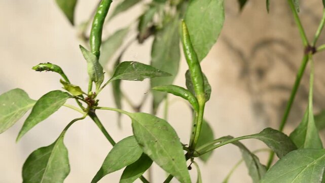Green chilli peppers are a popular, pungent Indian chilli known for their spicy flavor, vibrant dark green color, and elongated shape. Green chilli pepper plant pests, aphid colony. hoverfly rest.