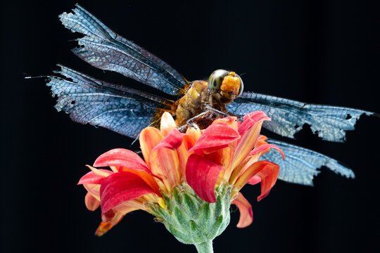 Macro photography of a dragonfly with damaged wings resting on a vibrant red flower against a black background
