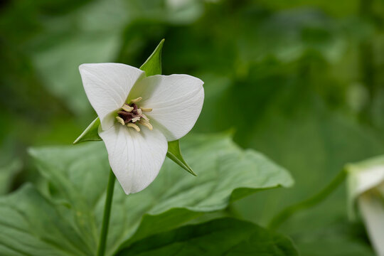 Hidden beneath a canopy of fresh spring leaves, a white trillium unfolds in quiet elegance. Close-up of a white trillium (Trillium simile) blooming in a woodland garden. 