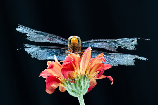 Macro photography of a dragonfly with damaged wings resting on a vibrant red flower against a black background