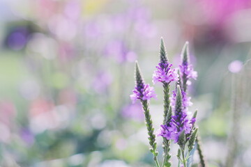 Obraz premium 秋に咲くかわいいツルボの花