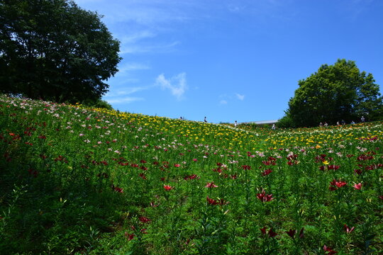 埼玉県 所沢市のところざわゆり園