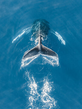 Aerial view of a humpback whale fluke breaking the surface of the deep blue ocean near Maui, Maui County, Hawaii, United States.