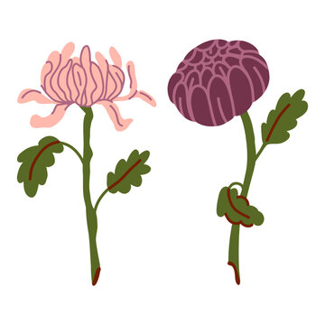 Chrysanthemum Flowers Set, Two Blooming Plant Buds Pink and Purple, Flower Shop Design Elements
