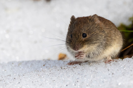 Bank vole
