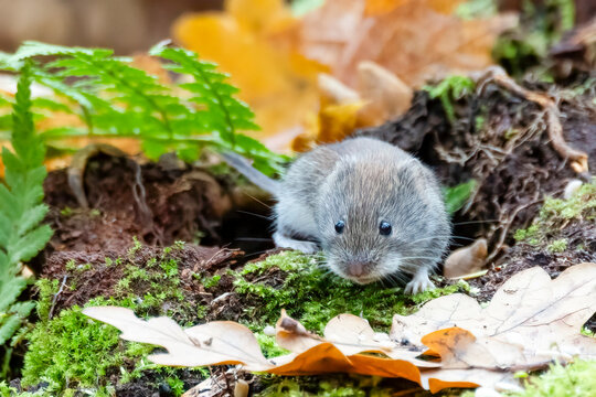 Bank vole