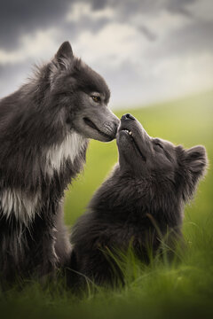 Two majestic Wolfdogs, one standing and one sitting, share a tender moment in a lush green field. They nuzzle their noses together, showing a strong bond under a dramatic cloudy sky during the day