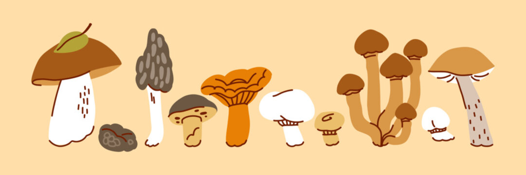 Hand Drawn Edible Forest Mushroom Collection, Botanical Illustration with Porcini, Chanterelle, Morel and Honey Fungus for Autumn Foraging and Cooking