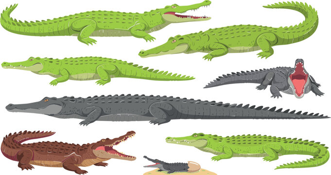 Crocodile and Alligator Set Vector Illustration, Various Green and Gray Reptile Characters in Different Poses, Wild Wildlife Animal Nature Design