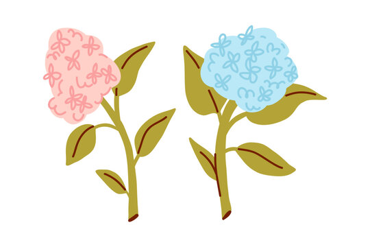 Pink and Blue Hydrangea Flower Set, pink and blue flower inflorescences isolated on white, flower delivery from Plant Market
