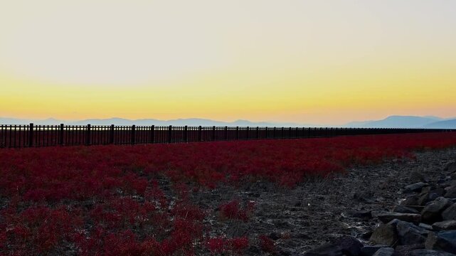 夕焼けに染まる有明海の東与賀海岸と赤く色づくシチメンソウ（海の紅葉）
(佐賀市)東与賀海岸・干潟よか公園
The Higashiyoka Coast of the Ariake Sea bathed in the sunset glow, and the *Suaeda* plants turning red