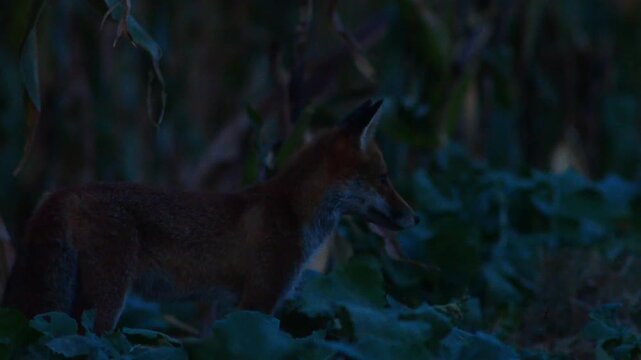 Red Fox Hunting Across Harvested Field at Dusk in Summer, Germany | 4K Wildlife Footage