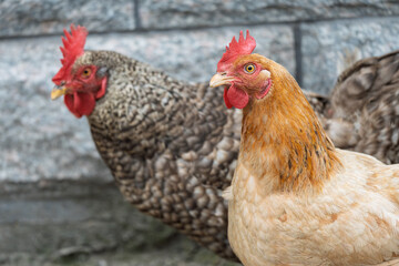 Free range two local chickens at farmyard © Dong