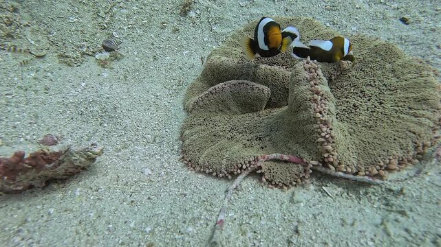 タイのタオ島周辺で撮影したイソギンチャクに群がるトウアカクマノミの成魚と幼魚の巨大なコロニー