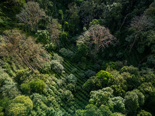 Fototapeta premium Lush green coffee farm plantation showing rows of coffee plants on a hillside in the tropical forest of Boquete, Chiriquí, Panama, during daytime - stock photo