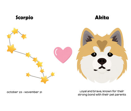 Zodiac sign Scorpio and Akita Dog breed. Dog breed most compatible with Scorpio