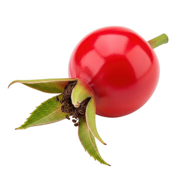 Single fresh red rose hip berry fruit with green leaves isolated on white isolated on transparent background