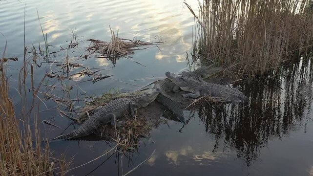 Group of american alligators basking on the marshy bank of a swampy lake during sunset, one reptile slips back into the water creating ripples in the calm surface reflecting the sky