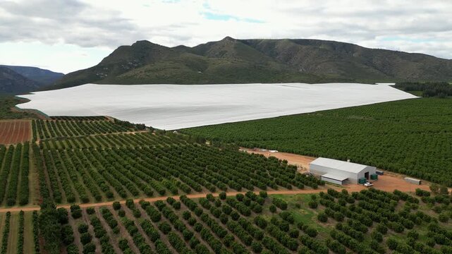 Rows of citrus trees, a vast white protective netting canopy, and farm sheds sit below rocky hills as the drone glides past.