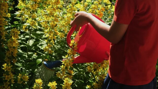Summer vibes. Child watering yellow flowering plants in summer garden. 