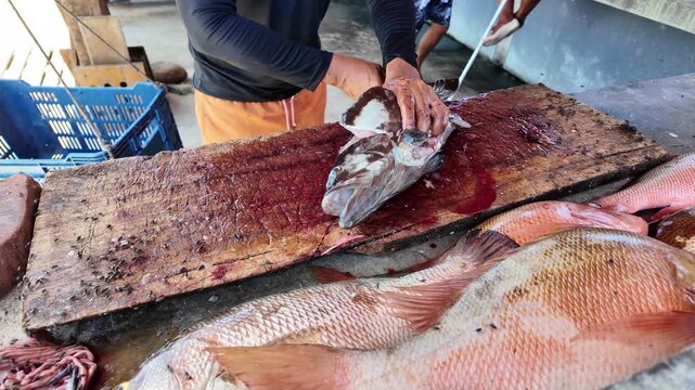 Unsanitary fish filleting process at local market, Venezuela