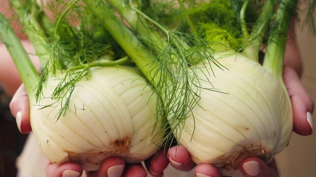 Close-up of hands holding fresh fennel harvest. Organic farming, fresh vegetables, agriculture and healthy food concept. High quality 4k footage