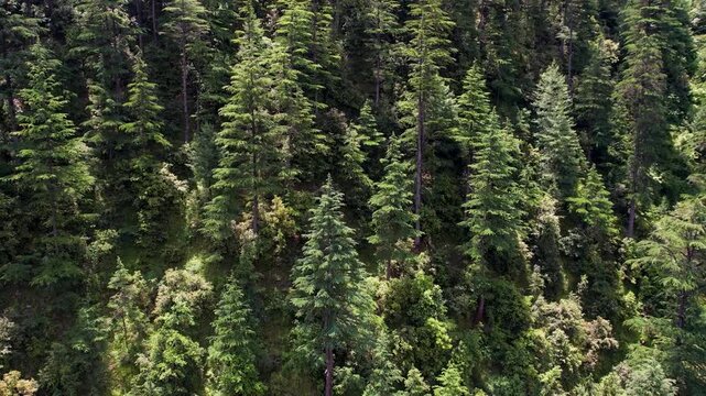Dense Himalayan deodar forest covers a steep mountainside in Neelum Valley, AJK, Pakistan