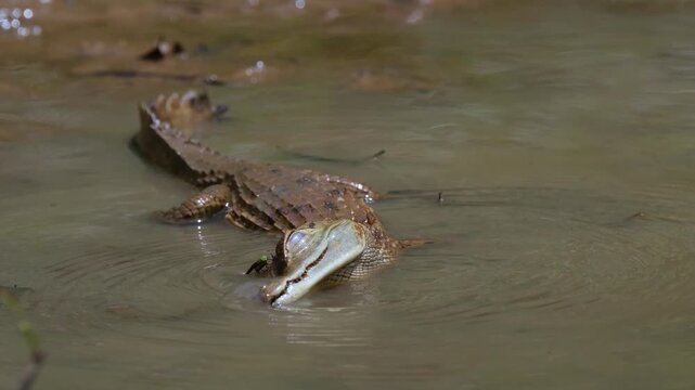 Juvenile cayman also spelt caiman in water in the Peruvian Amazon