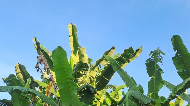 Green banana tree leaves blowing in wind against clear blue sky. Tropical summer nature background. Fresh green foliage, outdoor garden. 4K video for background, leaf, tree, summer, blue sky, green, t