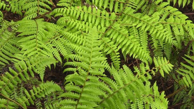 Sptatic close up of bright green fern fronds covering the forest floor in Waikamoi Preserve, Maui, Hawaii