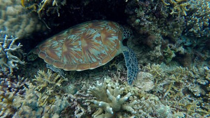 Fototapeta premium A green sea turtle (Chelonia mydas) sleeping while hidden among the corals. Wildlife sighting in Dauin, Philippines