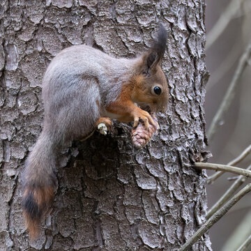 European red squirrel
