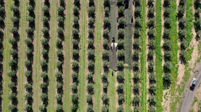 Drone view of mechanical shaker canopy and logistics vehicle operating during industrial harvest season
