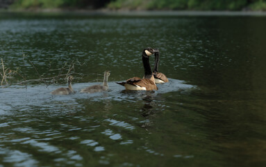 geese on the lake © Stacy