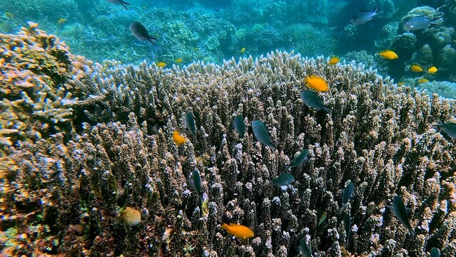 Table top coral (Acropora hyacinthus) teeming with colorful lemon damsel (Pomacentrus moluccensis) and ternate chromis (Chromis ternatensis) in a bustling reef. Dauin, Philippines