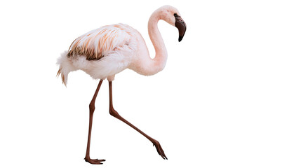 Obraz premium Pink flamingo bird with long legs walking, isolated on transparent background