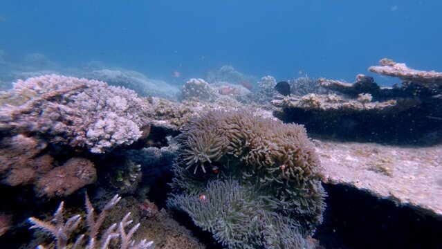 A vibrant coral reef ecosystem thrives under clear blue water, centered around a large sebae anemone (Heteractis crispa) in Dauin, Philippines