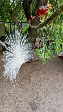 A white peacock with its tail spread at the zoo