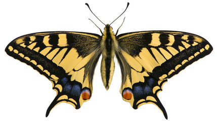 Yellow and black swallowtail butterfly with blue and orange markings, isolated on transparent background © Nina