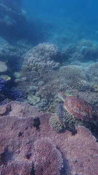 A green sea turtle (Chelonia mydas) swimming over giant tabling acropora (Acropora cytherea) among other diverse array of coral formations. Dauin, Philippines