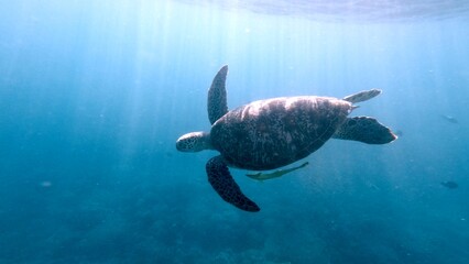 Obraz premium Solitary silhouetted green sea turtle (Chelonia mydas) and a live sharksucker (Echeneis naucrates) gracefully swimming in the calm open water illuminated by sunlight. Dauin, Philippines